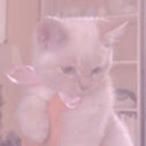 Meet your Posher, H3artcrush